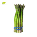 IQF Organic Vegetables Green Asparagus Price